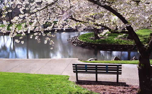 magnolia in bloei